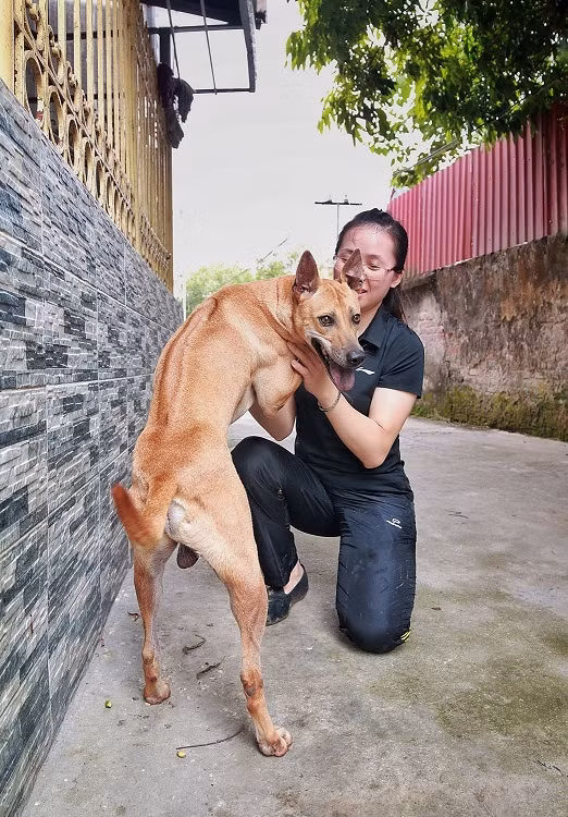 Chiêm ngưỡng 3 chú chó Phú Quốc độc nhất Việt Nam có tổng giá trị gần 1 tỷ đồng ảnh 3