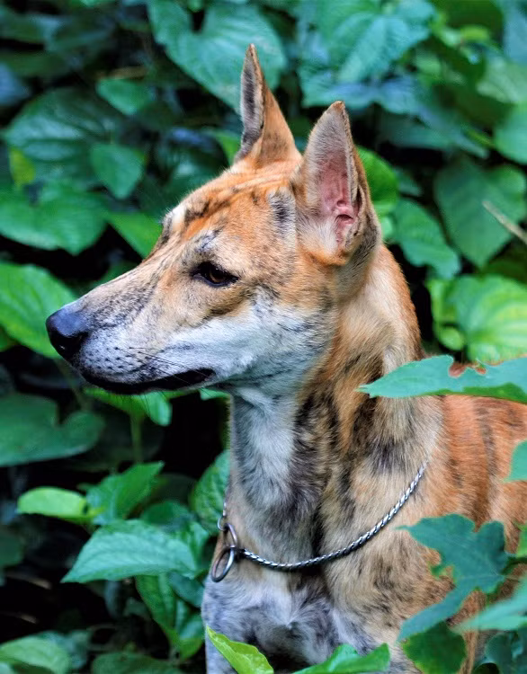 Chiêm ngưỡng 3 chú chó Phú Quốc độc nhất Việt Nam có tổng giá trị gần 1 tỷ đồng ảnh 8