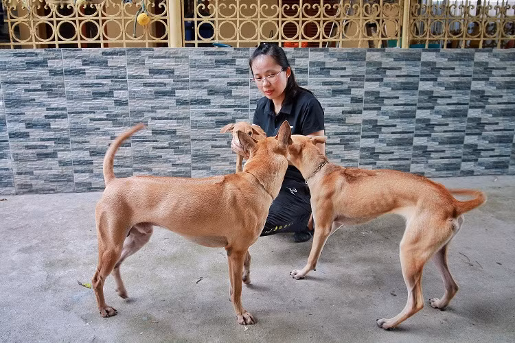 Chiêm ngưỡng 3 chú chó Phú Quốc độc nhất Việt Nam có tổng giá trị gần 1 tỷ đồng ảnh 2