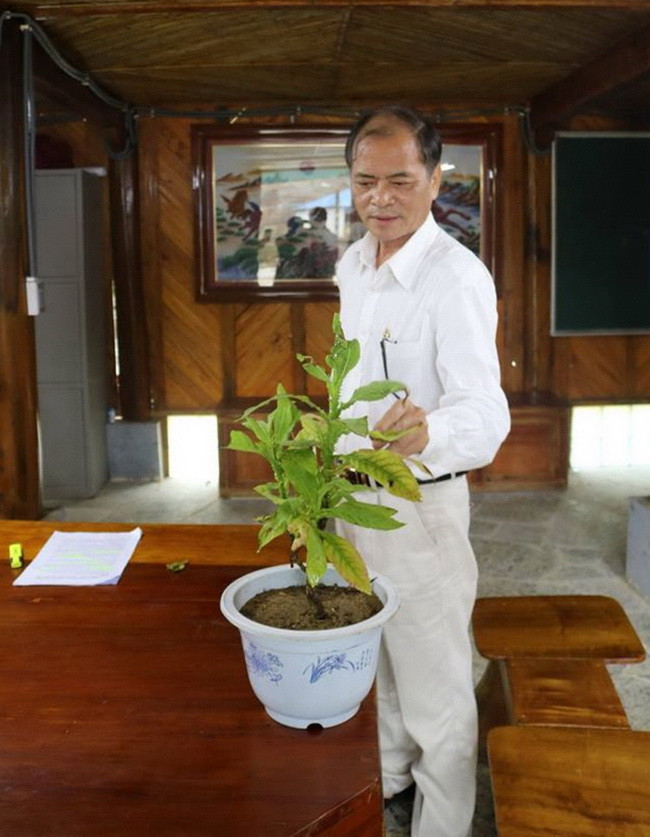 Bác sĩ Hoàng Sầm bên "nàng" cúc lục lăng. Bác sĩ Hoàng Sầm bên "nàng" cúc lục lăng.