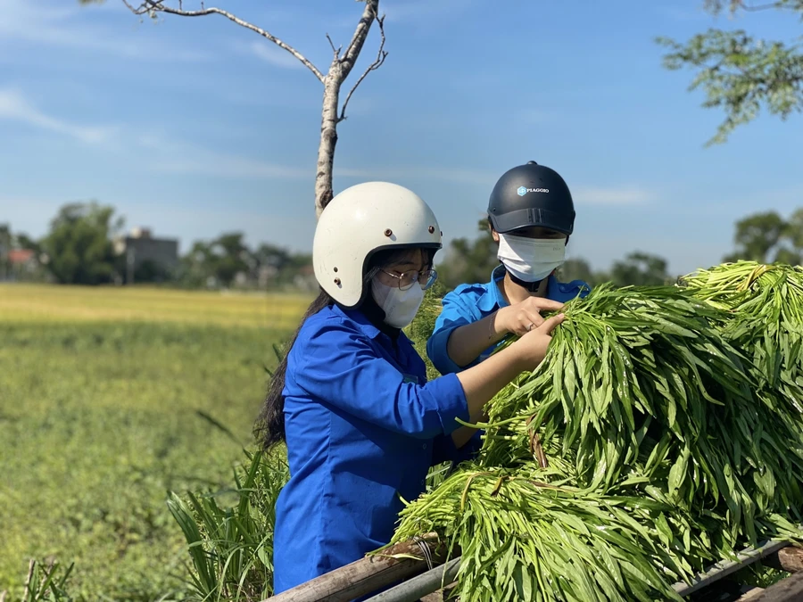 Thanh niên Đà Nẵng tham gia vào các hoạt động xã hội. 