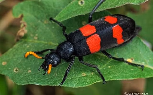 Bọ cánh cứng hay sâu ban miêu.