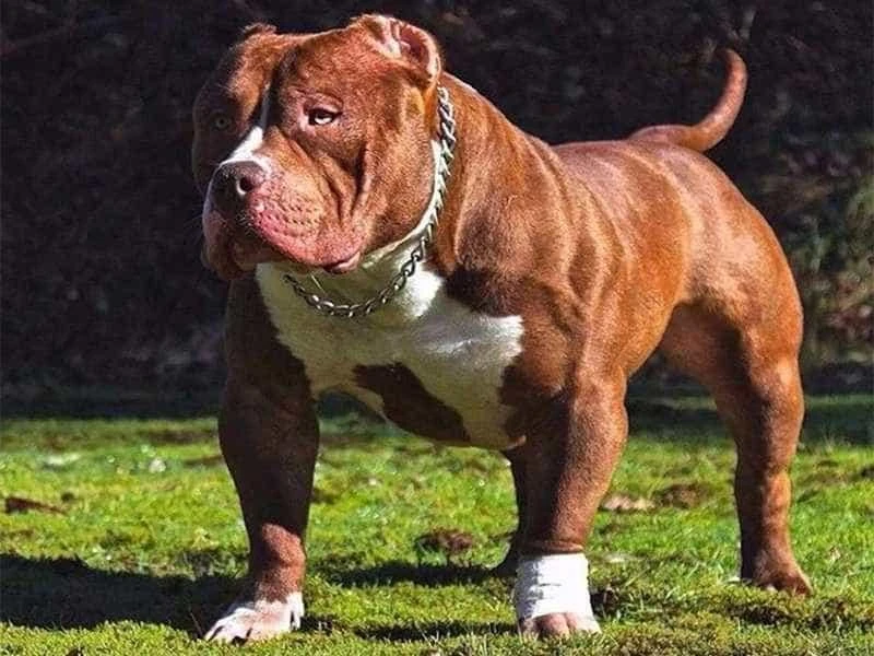 Chó pitbull. Ảnh minh họa. 