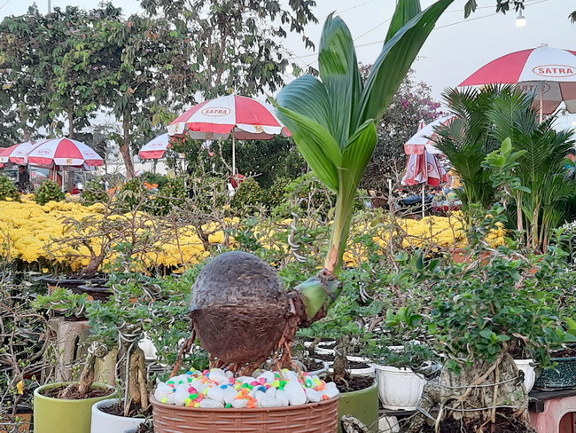 Cây dừa bon sai cũng được nhiều nhà vườn ở Bến Tre bày bán Cây dừa bon sai cũng được nhiều nhà vườn ở Bến Tre bày bán