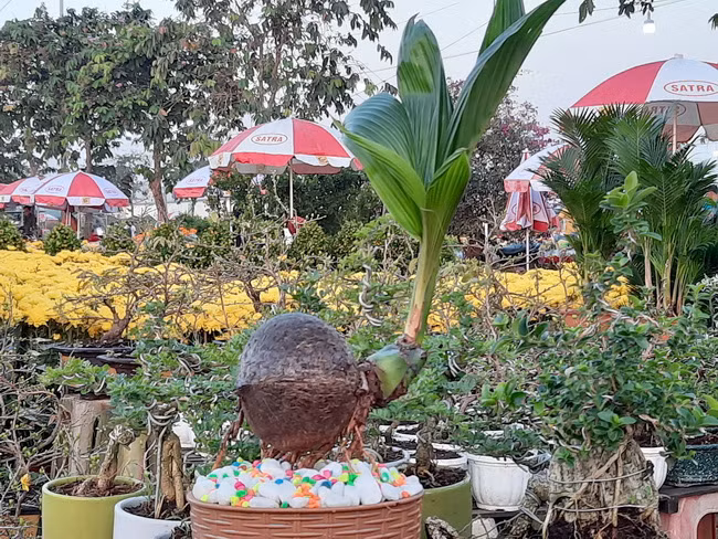 Cây dừa bon sai cũng được nhiều nhà vườn ở Bến Tre bày bán