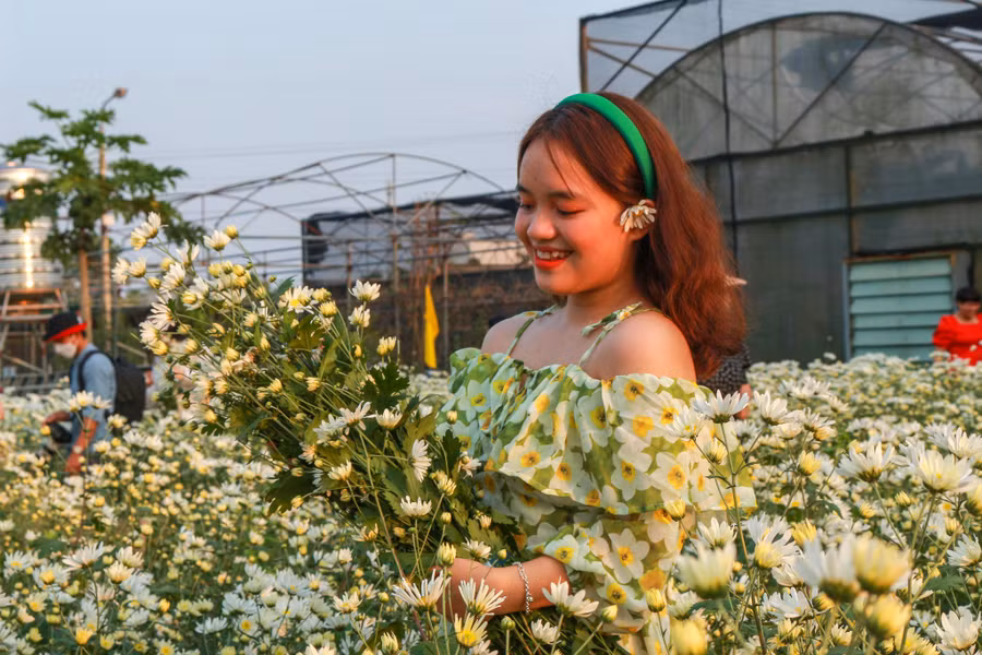 Tạo dáng bên hoa cúc họa mi. Ảnh: Hoàng Vinh.