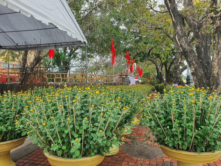 Năm nay giá hoa Tết cao hơn so với mọi năm, nên tâm lý người chơi hoa cũng e ngại.