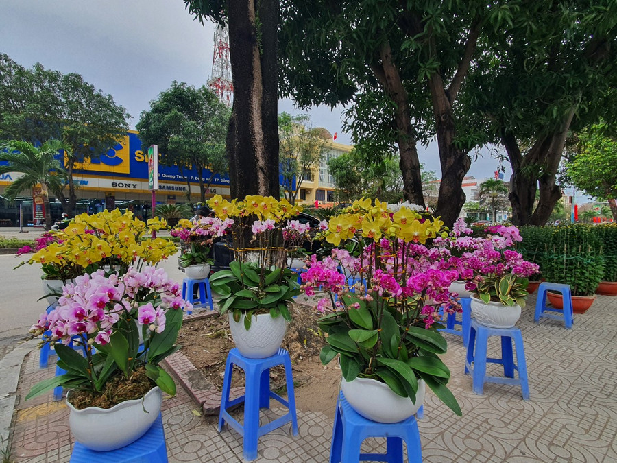 Ngoài các cây mai, đào, còn có các loại hoa, cây cảnh khác như: Tùng la hán, sen đá, lan, gốc khế... được người dân nhập về bán trong dịp Tết.