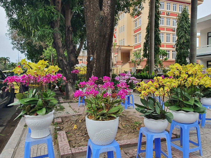 Các chậu lan được trang trí đẹp và bắt mắt nhưng vẫn chưa có nhiều khách hỏi mua.
