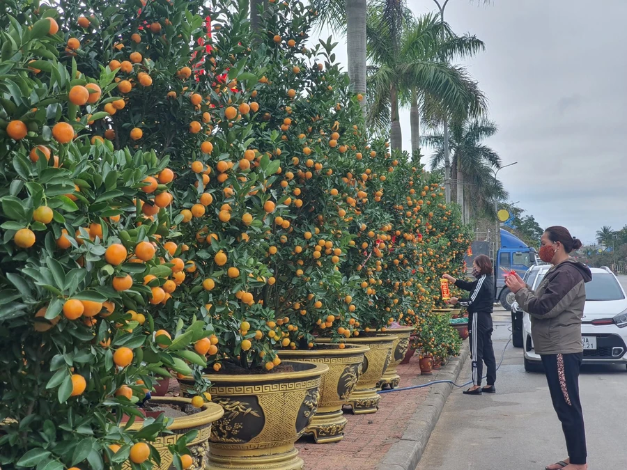 Người dân bán quất Tết chăm sóc, trang trí cho các cây của mình.