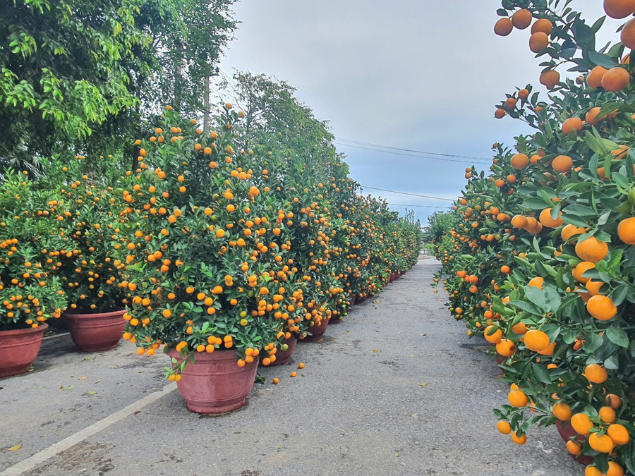Những người dân bán hoa, cây cảnh Tết hi vọng trong những ngày tới lượng khách mua sẽ tăng lên.