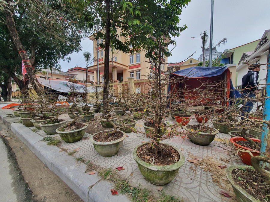 Năm nay, nhiều người bán hoa, cây cảnh Tết cũng e dè trong việc nhập hàng bởi giá cả cao hơn so với mọi năm.