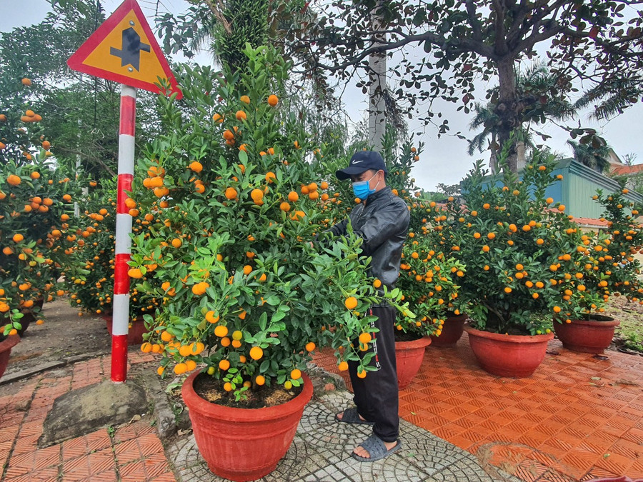 So với mọi năm thì Tết năm nay lượng khách đến xem và mua cây cảnh ở vườn anh Hợp còn rất ít.