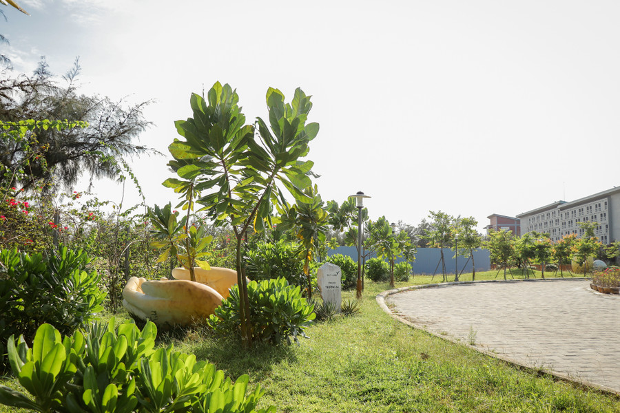 Những cây bàng vuông được được trồng bên trong khuôn viên trường học. Ảnh: Sky-Line.