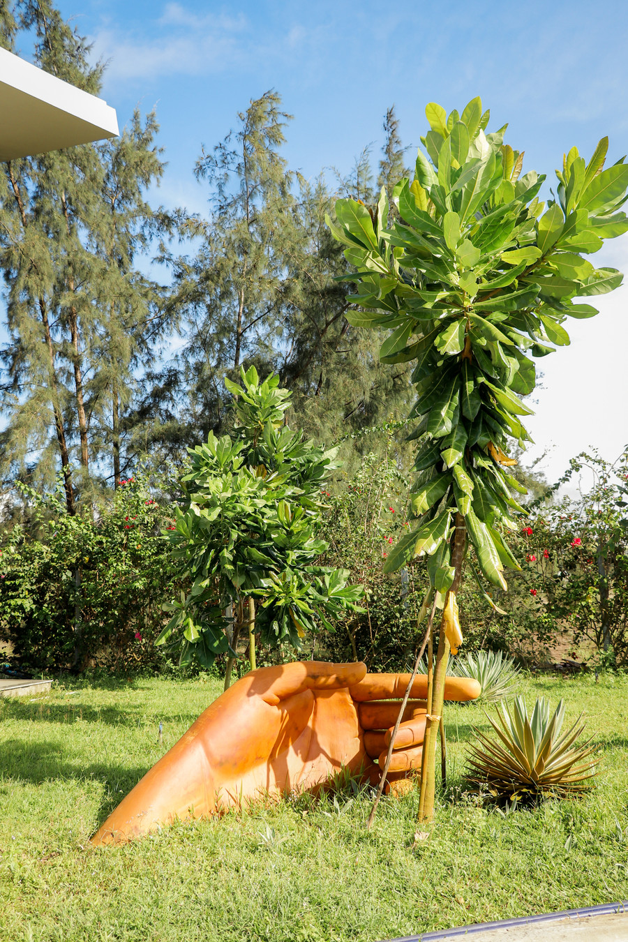 Những cây bàng vuông được mang từ Trường Sa về trồng trong khuôn viên Trường Sky-Line Hill - Hội An. Ảnh: Sky-Line.