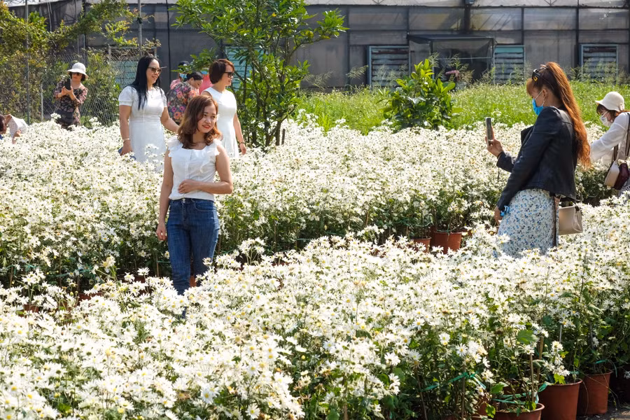 Hàng trăm lượt khách đến tham quan vườn cúc họa mi mỗi ngày.