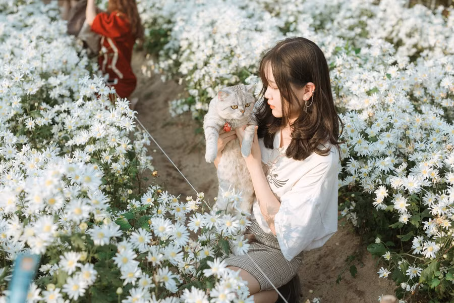 Vườn hoa cúc họa mi giữa Đà thành khiến nhiều người tỏ ra thích thú. Thậm chí còn dẫn theo thú cưng của mình đi chụp ảnh.