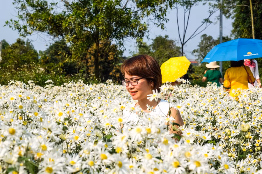 Vườn hoa cúc họa mi thuộc Trung tâm công nghệ sinh học thuộc Sở Khoa học Công nghệ TP Đà Nẵng, tại tổ 25, phường Hòa Thọ Tây, quận Cẩm Lệ, TP Đà Nẵng.