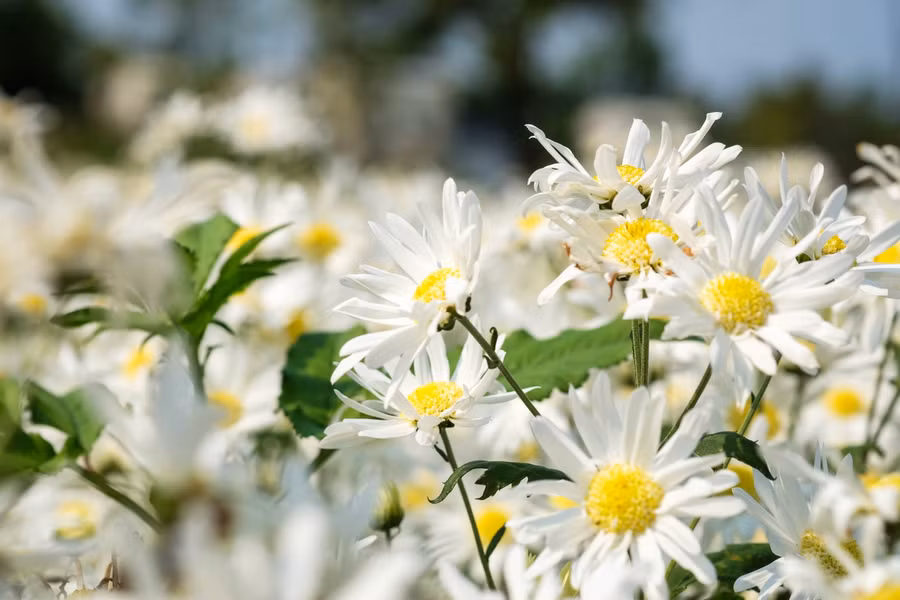 Vườn hoa cúc họa mi đang vào độ nở rộ.