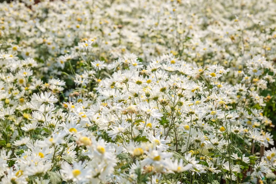 Giới trẻ đổ xô “check-in” vườn cúc họa mi tuyệt đẹp ở Đà Nẵng ảnh 2