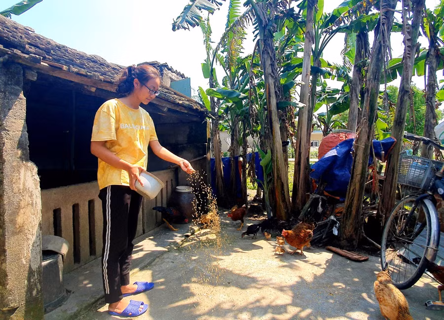 Huyền nuôi thêm gà kiếm thêm thu nhập để mua thuốc điều trị bệnh cho mẹ.