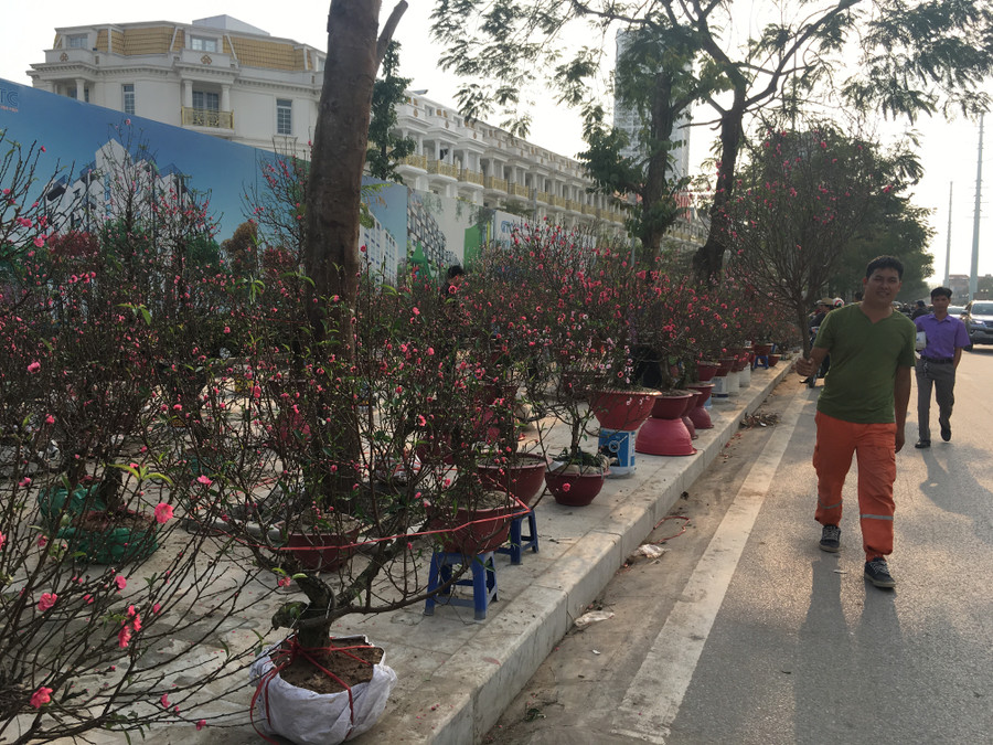 Hoa đào chợ hoa Vạn Phúc