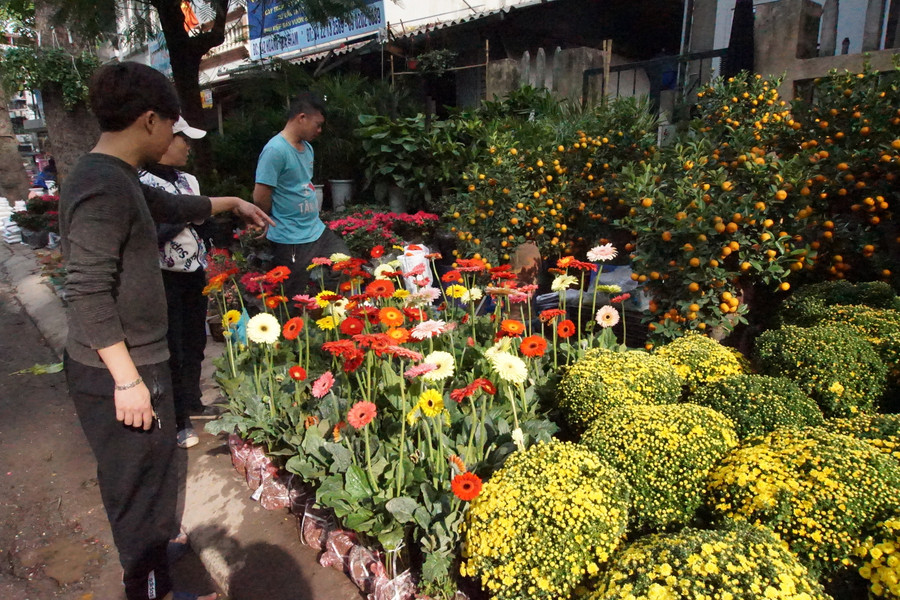 Mua hoa đồng tiên cho thêm sung túc