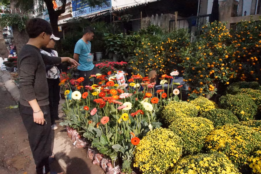 Mua hoa đồng tiên cho thêm sung túc