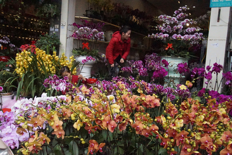 Hoa Lan rực rỡ sắc màu