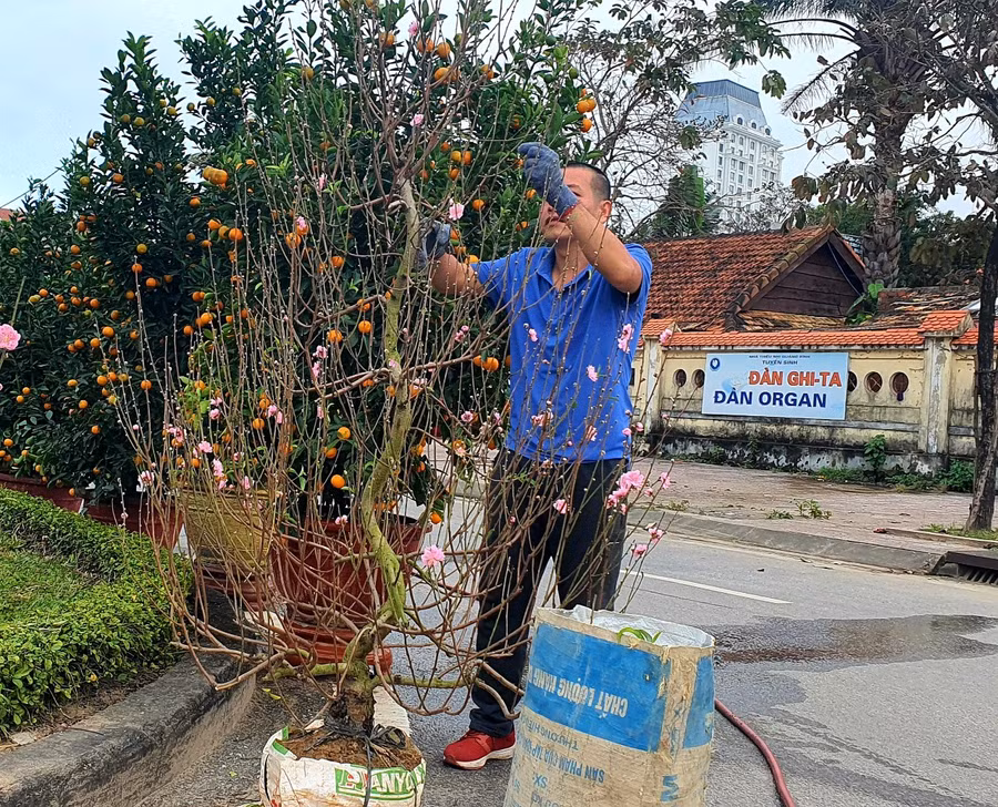 Để những gốc đào đẹp nhất đến với khách hàng, các chủ vườn hoa, cây cảnh cũng tốn nhiều công sức và rất tỉ mỉ chăm sóc.