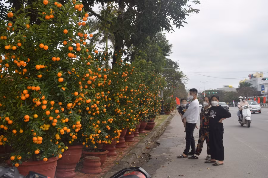 Dù đã là những ngày cận Tết, thời tiết thuận lợi, thế nhưng thị trường hoa, cây cảnh Tết vẫn thưa thớt khách mua.
