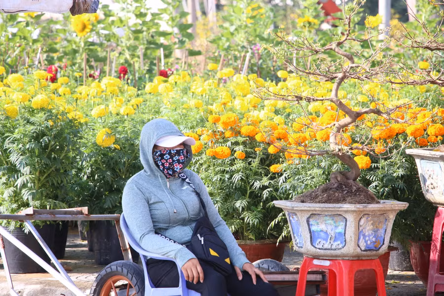 Các chủ vườn hoa "lo sốt vó" khi lượng khách mua hoa Tết ít hơn mọi năm.