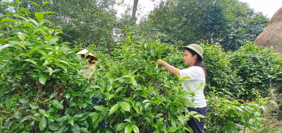 Ước mơ giản dị của nữ sinh nghèo học giỏi không cha, chăm mẹ bạo bệnh ảnh 1