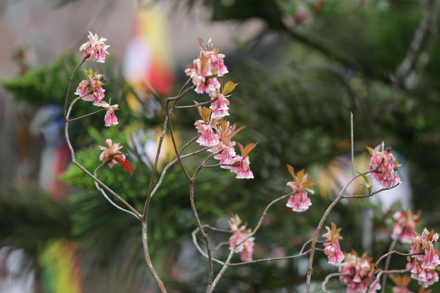 Hoa đào chuông màu sắc đượm hồng, rực rỡ trên đỉnh Bà Nà. Ảnh: Hoàng Vinh.