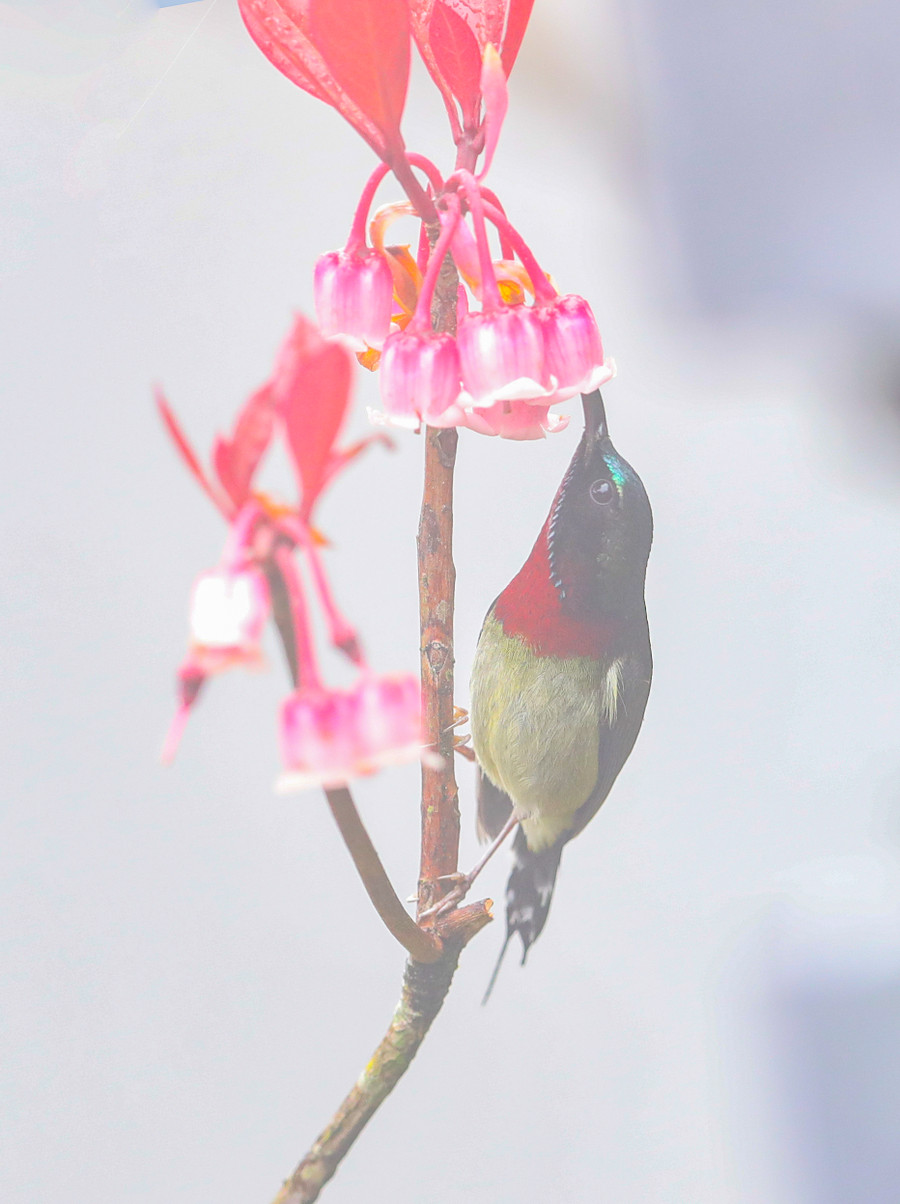 Chim hút mật hoa đào chuông. Ảnh: Hoàng Vinh.