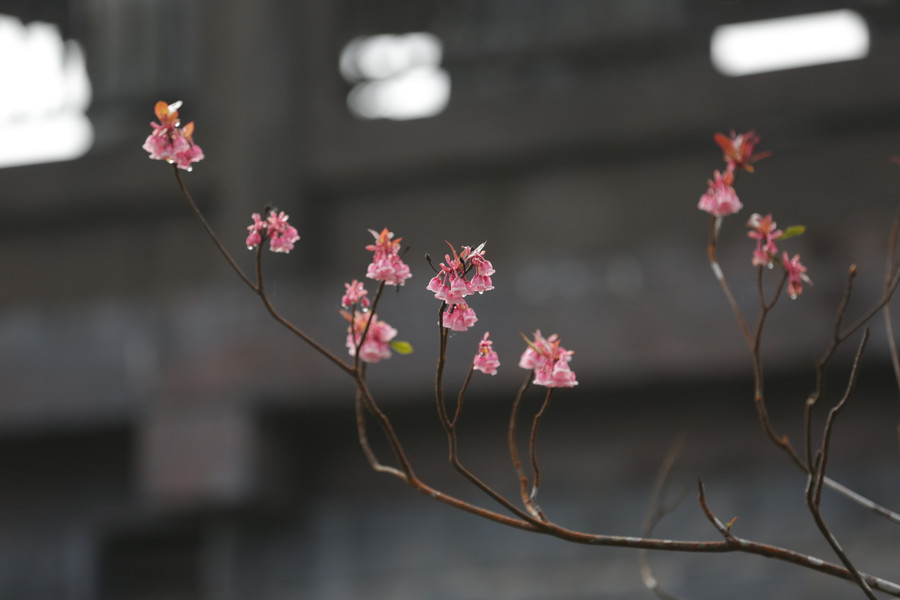 Sắc thắm của hoa đào chuông trong những ngày Xuân. Ở bất cứ thời khắc nào trong ngày, đào chuông cũng toát lên vẻ đẹp diệu kỳ, cuốn hút. Ảnh: Hoàng Vinh.