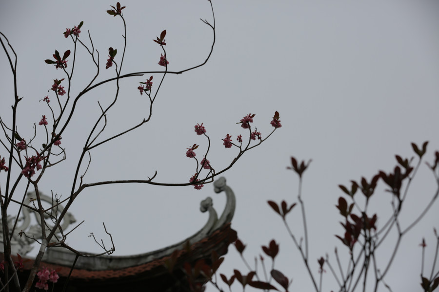 Du khách có thể chiêm ngưỡng loài hoa thuần khiết này ở khu tâm linh, tại Trú Vũ Trà Quán; Đền Lĩnh Chúa Linh Từ. Ảnh: Hoàng Vinh.