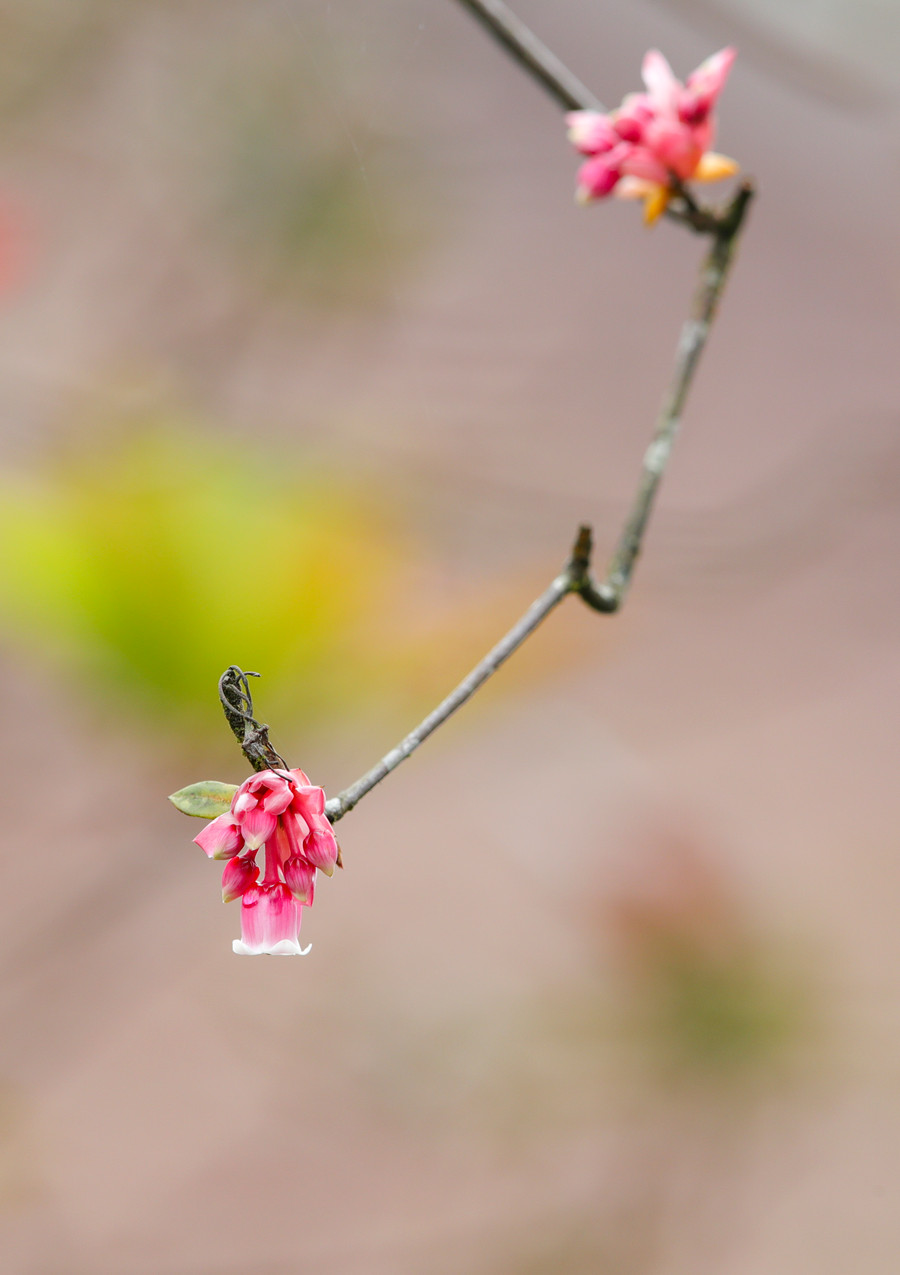Những bông hoa có hình dáng rất đặc biệt như những chiếc chuông nhỏ xinh. Ảnh: Hoàng Vinh.