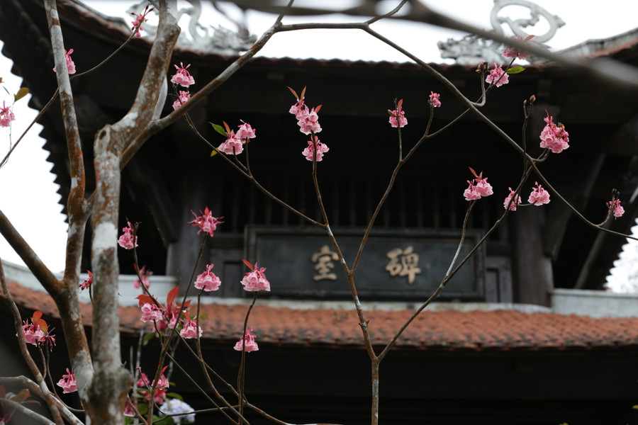 Đào chuông còn được trồng nhiều dưới chân đền Lĩnh Chúa Linh Từ. Ảnh: Hoàng Vinh.