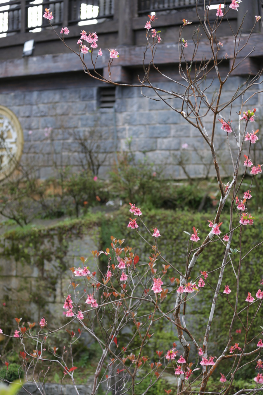 Hoa đào chuông được trồng phổ biến trên đỉnh Bà Nà. Ảnh: Hoàng Vinh.