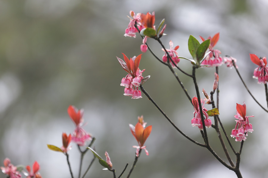 Khi cả nước bước sang một mùa Xuân thì cũng là lúc hoa đào chuông, một loài hoa “đặc sản” trên đỉnh Bà Nà (TP Đà Nẵng) bắt đầu khoe sắc. Sở dĩ được gọi là hoa đào chuông vì những cánh hoa khi nở rộ trông như những chiếc chuông nhỏ màu hồng đậm, lủng lẳng treo trên cành. Ảnh: Hoàng Vinh.