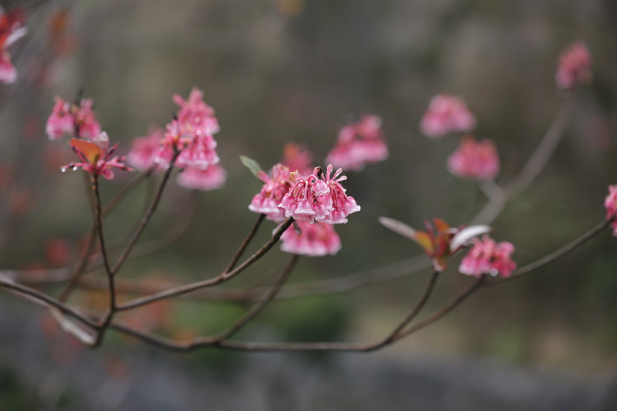 Thời điểm hoa đào chuông bung nở rực rỡ nhất là từ tháng 1 đến tháng 3. Ảnh: Hoàng Vinh.