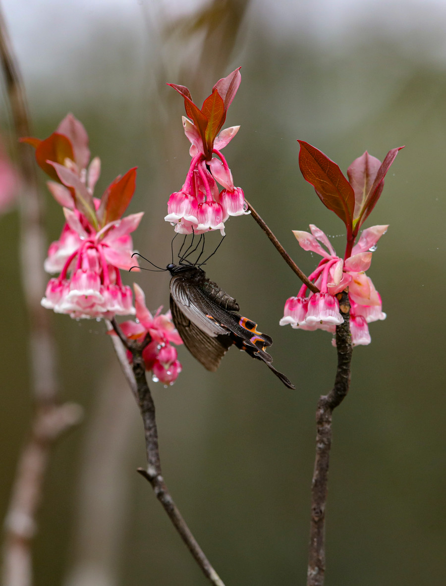 Nhiều du khách rất thích thú khi lần đầu được ngắm đào chuông nở. Ảnh: Hoàng Vinh.
