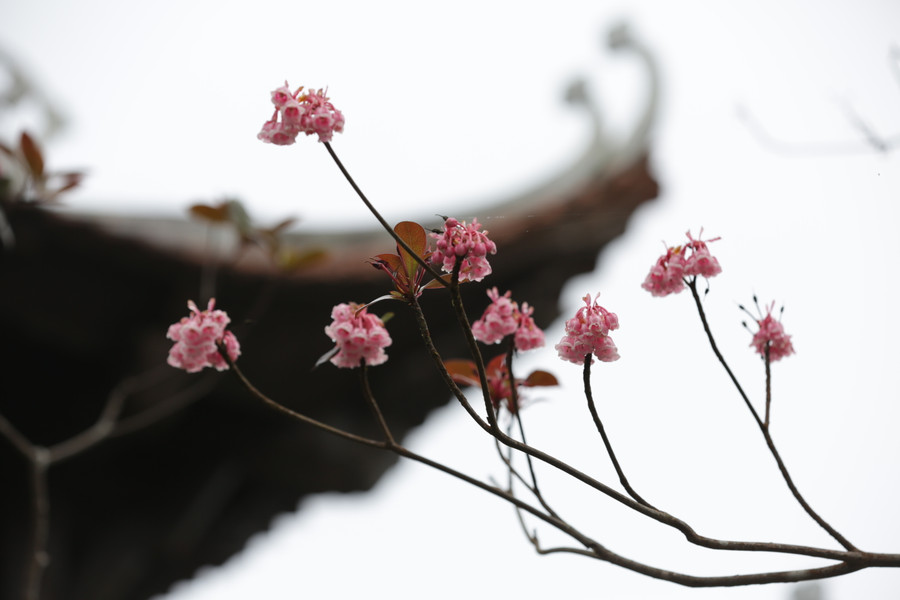 Hoa đào chuông thuộc họ đỗ quyên, là loại cây có lá nhỏ, được phân bố ở độ cao từ 1.400m trở lên. Ảnh: Hoàng Vinh.