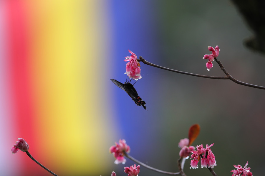 Hoa đào chuông thu hút nhiều ong và bướm đến hút mật. Ảnh: Hoàng Vinh.