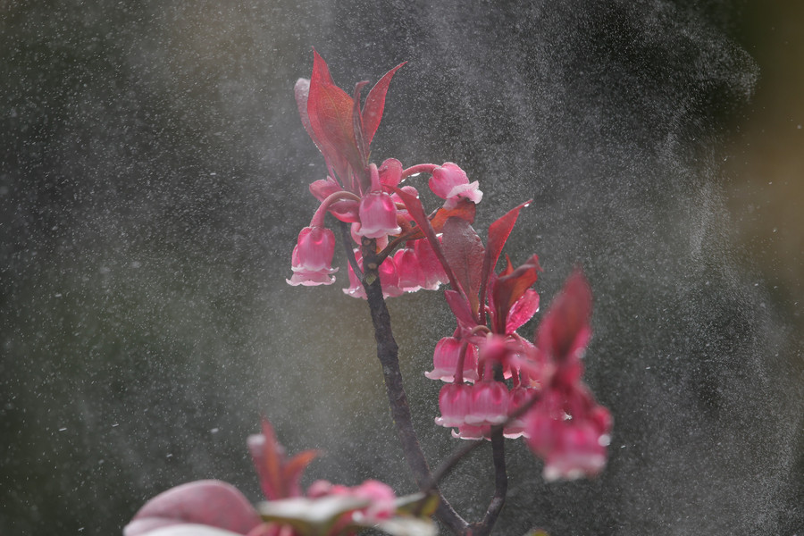 Hoa đào chuông trong làn sương mờ ảo của đỉnh Bà Nà. Ảnh: Hoàng Vinh.