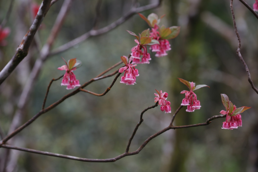 Loài hoa nở đúng mùa Xuân và chỉ nở một lần trong năm. Ảnh: Hoàng Vinh.