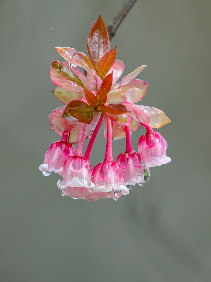 Giọt sương long lanh trên hoa đào chuông. Ảnh: Hoàng Vinh.