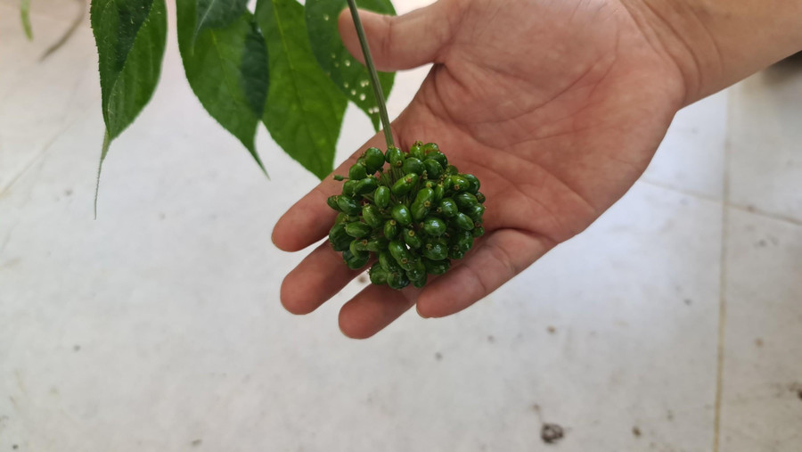 Một chùm hạt sâm đang trong giai đoạn phát triển. Một chùm hạt sâm đang trong giai đoạn phát triển.