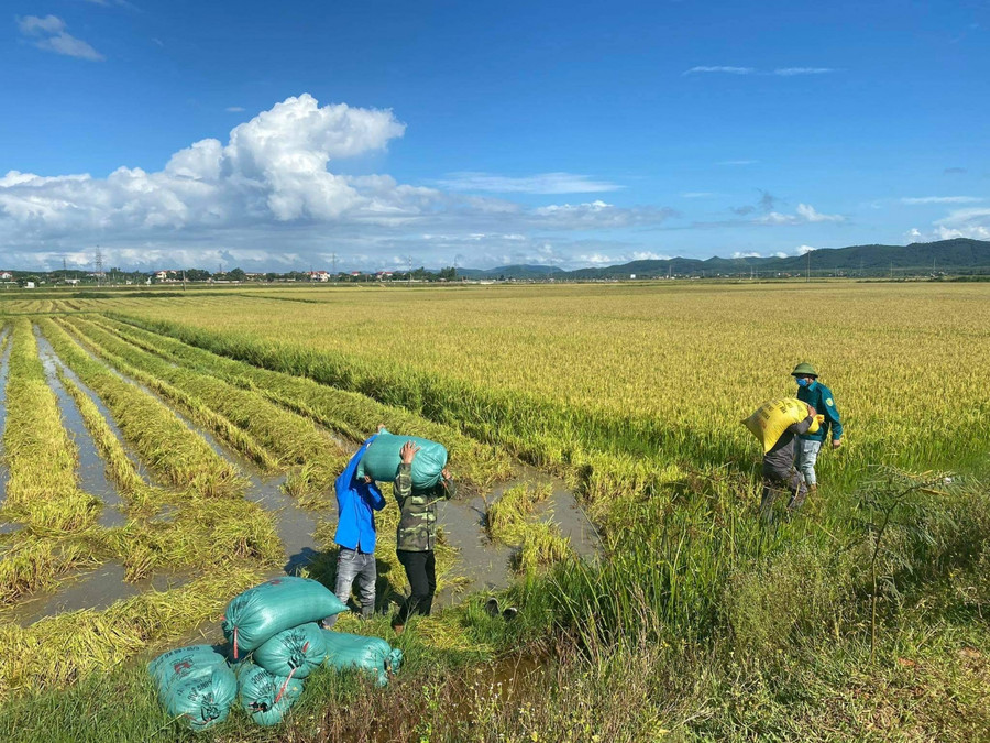 Đoàn viên hỗ trợ người dân thu hoạch vụ mùa. Đoàn viên hỗ trợ người dân thu hoạch vụ mùa.